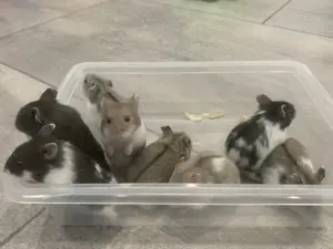 Zwerghamster, 8 kleinen Fellnasen