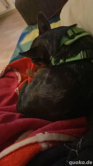 yorki-Chihuahua Mischling