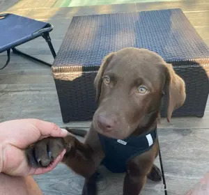 labrador welpe 