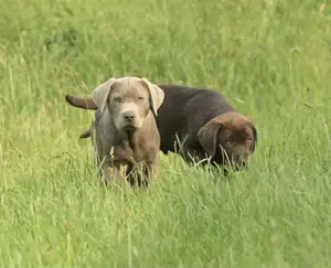 Labrador Welpen mit Ahnentafel abgabebereit