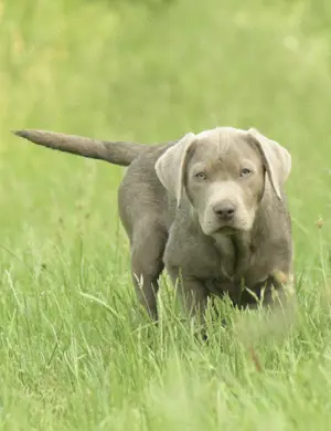 Labrador Welpen mit Ahnentafel abgabebereit