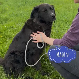 Madin, wunderschöner und lieber Retriever Mischling