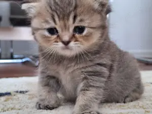 BkH kitten 5 Wochen 