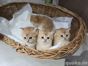 Golden BKH Kitten.