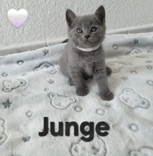 BKH-Kitten 
