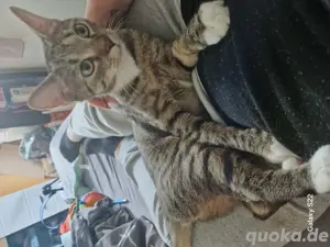 katzen zu verkaufen 