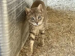 Tarzan, menschenbezogener Grautiger, ca. 2 Jahre