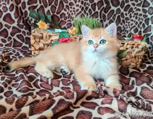 bkh Kitten Stammbaum black golden 