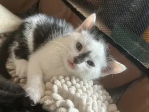 Katzenbabys zu verkaufen