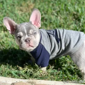 Französische Bulldoggen jetzt zur Adoption