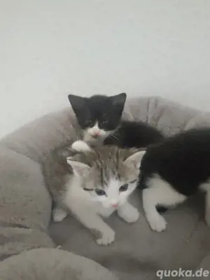 Katzenbabys EKH Snowshoe