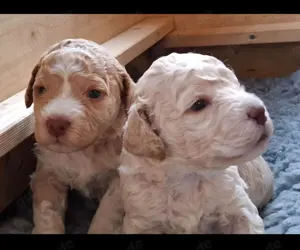 Süße Lagotto Romagnolo Welpen (italienischer Wasserhund)