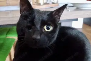 Tess, liebe Katzendame, ca. 4 Jahre Sie befinden sich hier: Start Katzen Erwachsene Katzen