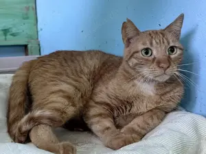Tigris, ruhiger Kater, ca. 4 Jahre