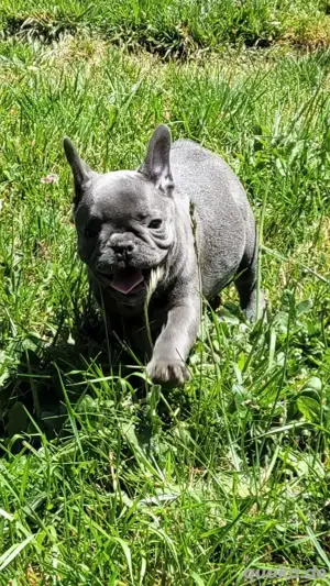 Französische Bulldoggenwelpen ab sofort verfügbar