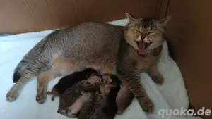 BKH Kitten