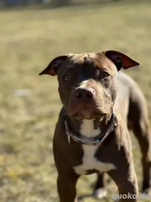 American Pit Bull Terrier in liebevolle Hände abzugeben