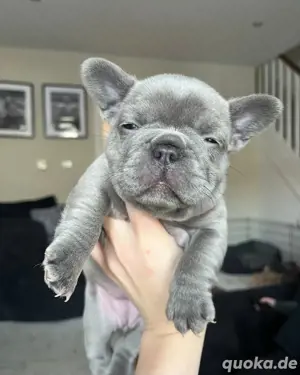 Französische Bulldoggenwelpen verfügbar