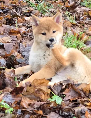 Shiba Inu Welpen 