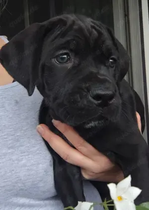 Cane Corso Welpen 