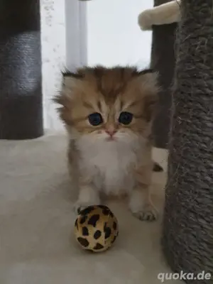 BKH Kitten 