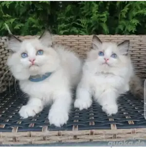 Süße Ragdoll-Kätzchen verfügbar