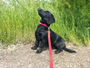 Trixie, sanfte Hündin, ca. 1 Jahr, ca. 29 cm, ca. 6 kg