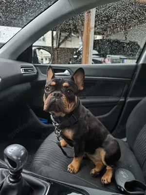 Französische Bulldogge 
