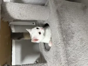Bkh Angora Kätzchen