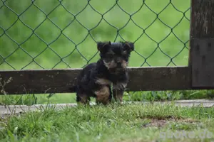 Junge Yorkshire Terrier 