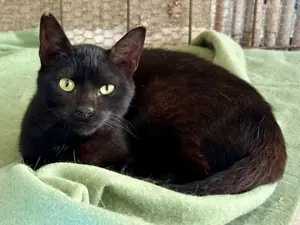 Vagos, tapferer Panther, ca. 1 Jahr