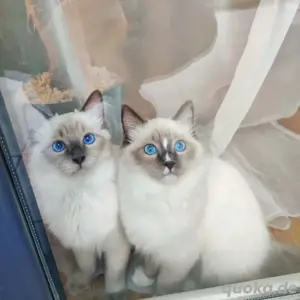 Süße Ragdoll-Kätzchen verfügbar
