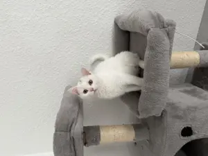Bkh Angora Kätzchen