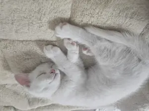 Sehr seltene Katzenbabys