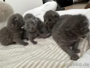 Reinrassig BKH Katzen Kitten Babys  Bild 2