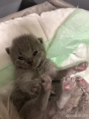 Reinrassig BKH Katzen Kitten Babys  Bild 5