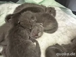 Reinrassig BKH Katzen Kitten Babys  Bild 4