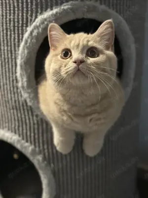 Bkh Kitten mit Stammbaum 