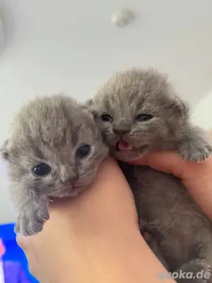 Reinrassig BKH Katzen Kitten Babys  Bild 3