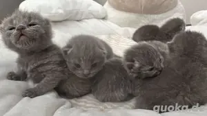 Reinrassig BKH Katzen Kitten Babys 