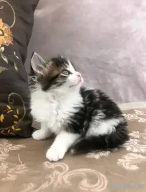 Maine-Coon-Kätzchen verfügbar.WhatsApp (15510055069)