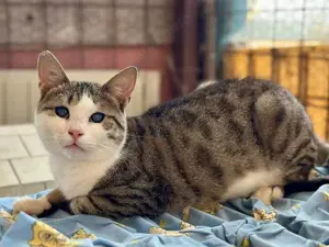 Vasilis, ruhiger Seelenkater, ca. 1 Jahr alt