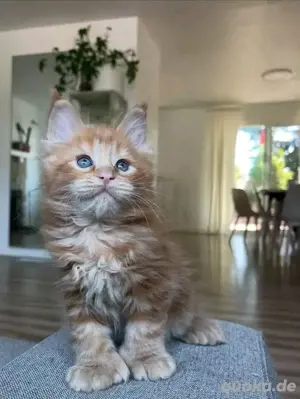 Maine-Coon-Kätzchen verfügbar.WhatsApp (15510055069)