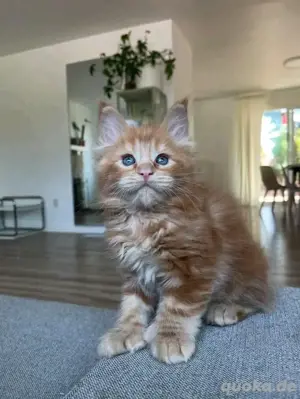 Maine-Coon-Kätzchen verfügbar.WhatsApp (15510055069) Bild 2