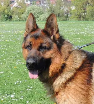 Deckrüde Deutscher Schäferhund aus Kör- und Leistungszucht HD+ED normal