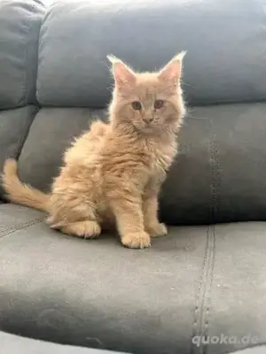 Maine-Coon-Kätzchen verfügbar.WhatsApp (15510055069)