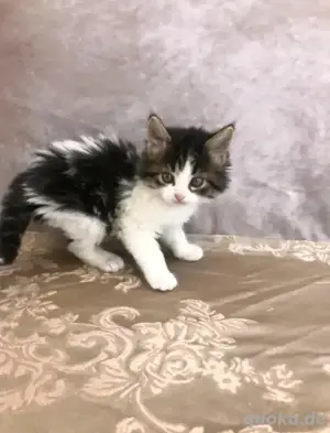 Maine-Coon-Kätzchen verfügbar.WhatsApp (15510055069)