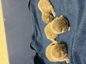Wunderschöne und kräftige BKH Kitten mit Stammbaum zu verkaufen 