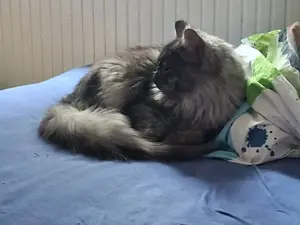 Mainecoone Kater