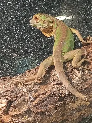 Leguan grün   Iguana Iguana